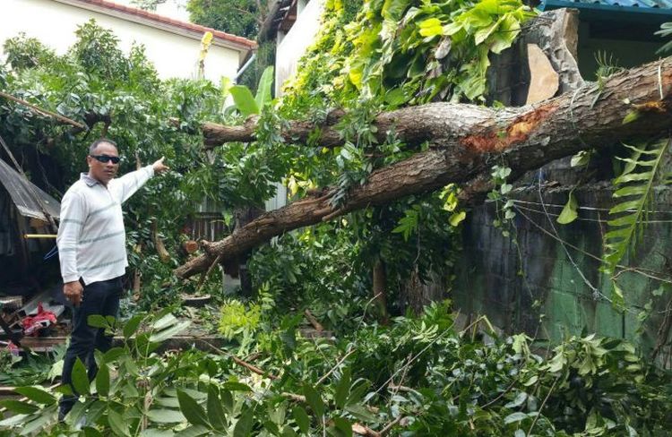 В Чалонге на дом старушки рухнуло дерево