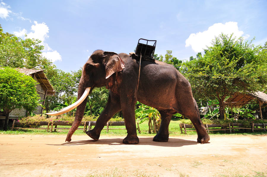 В слоновьей деревне в Паттайе слон растоптал туристов
