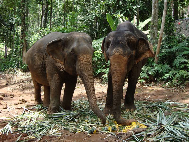 В Май-Кхао провели инспекцию содержания слонят в Turtle Village
