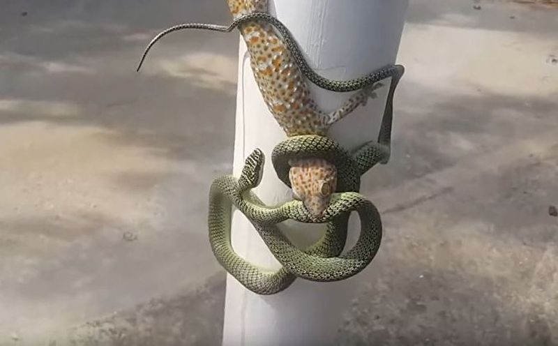В Паттайе британец провел операцию по спасению змеи и геккона