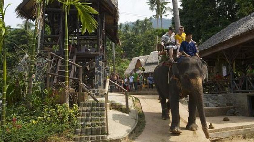 В Пханг-Нга решается судьба напавшего на итальянских туристов слона