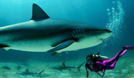 В прибрежных водах Пхукета вновь появились китовые акулы
