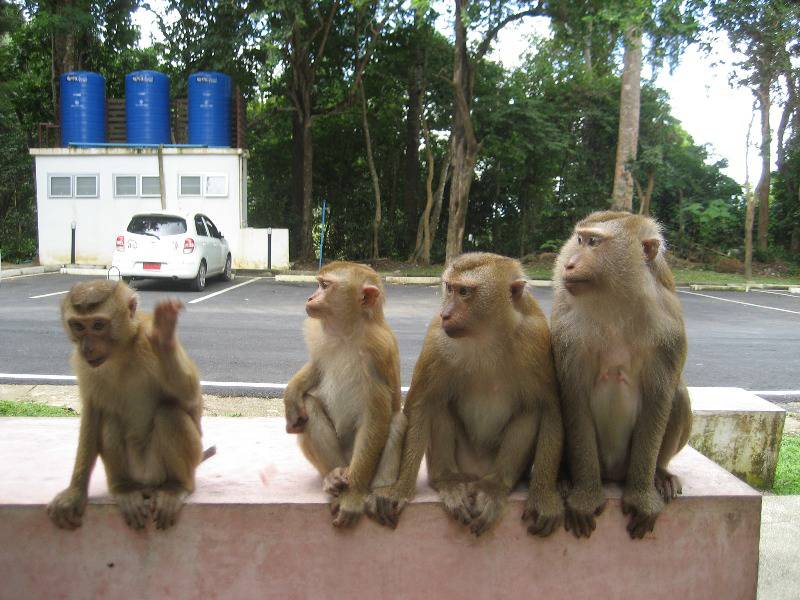 В сентябре на Пхукете пройдет вторая волна стерилизации обезьян