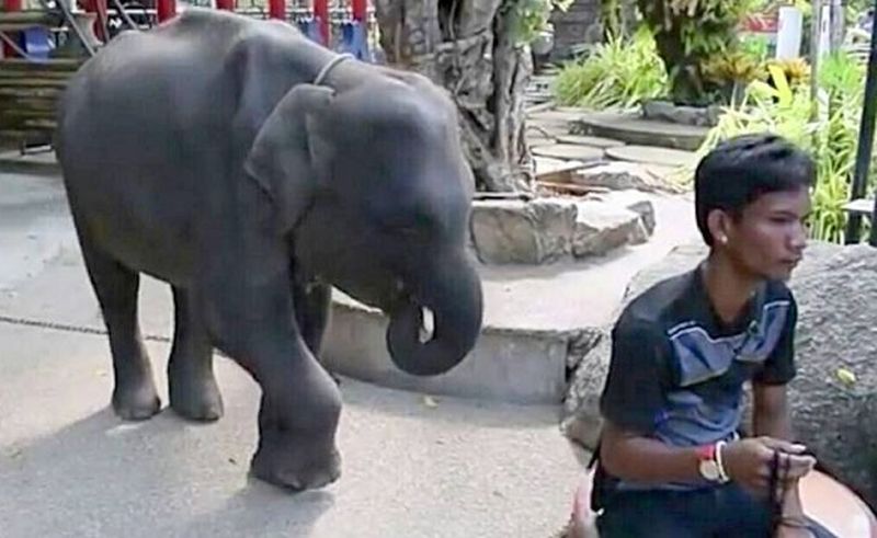 В зоопарке Пхукета из-за болезни умер слоненок