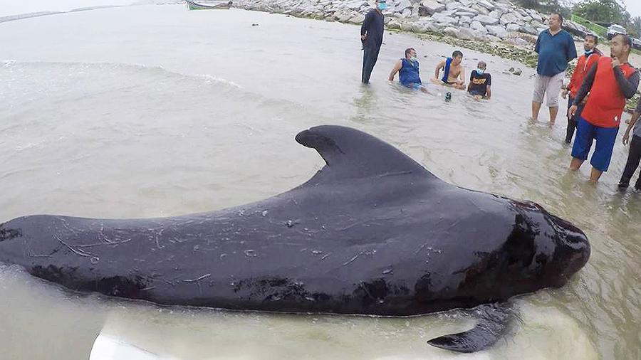 В Таиланде умер проглотивший 80 пластиковых пакетов дельфин