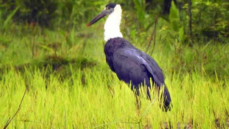 В Камбодже падает численность популяции птиц  заповедника дикой природы Лумпхат