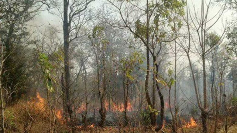 Министерство сельского хозяйства Камбоджи предупреждает об опасности лесных пожаров в засушливый сезон