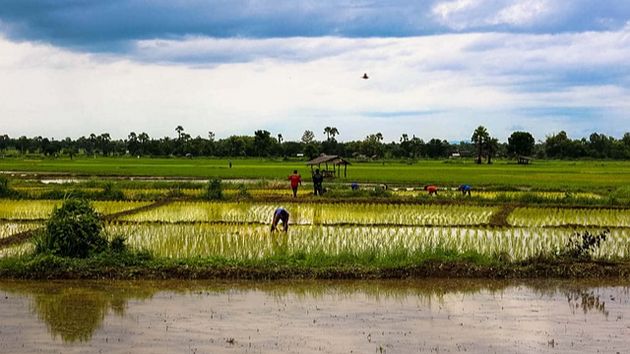 Засуха в Таиланде может нарушить глобальные поставки сахара и риса