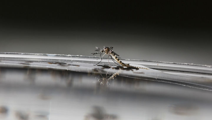 Ученые нашли идеальную музыку для борьбы с комарами
