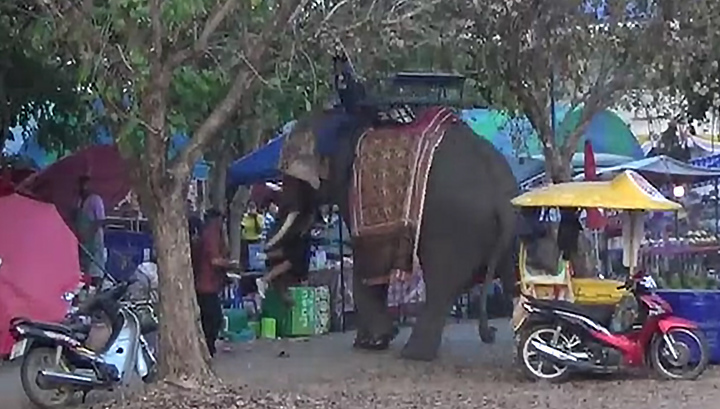 Слон с девушкой на бивне разгромил ярмарку в Таиланде. Видео