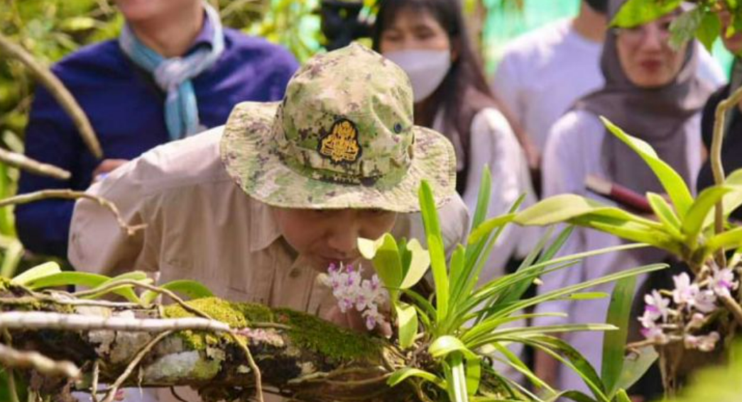Охота на неизвестный вид орхидей в Камбодже продолжается