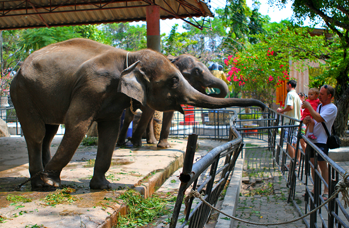 Зоопарку Пхукета запретили привлекать слоненка Додо к выступлениям перед посетителями