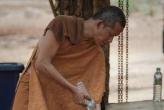 В Таиланде начали подсчёт арестованных животных из буддистского "Тигриного монастыря"