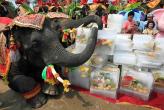 Национальный день слона в Тайланде