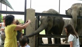 Зоопарк в Пномпене
