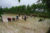 Сажаем рис в Таиланде - самоучитель! ( Planting rice in Thailand - tutorial! )