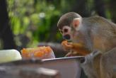 Звери зоопарков Тайланда охлаждаются фруктами со льдом
