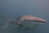 Palong Phi-Phi - whale shark