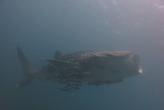 Palong Phi-Phi - whale shark