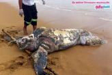 На пляже  Банг Нианг спасатели вытащили  погибшую черепаху  весом неменее 200 кг.