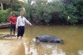 Мертвая черепаха была найдена в Краби