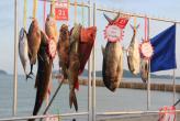 На Пхукете  31 марта  прошел турнир по рыбной ловле