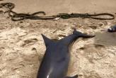 dead dolphin on the beach in Phuket