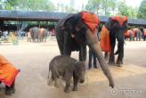 Шоу слонов (Таиланд, Паттайя) - Слоны великолепны!