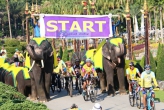 Тысячи жителей Паттайи приняли участие в велопробеге “Bike For Dad”