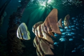 О дивный подводный мир! Лучшие снимки  от фотографов-дайверов