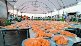 Таиланд побил мировой рекорд Гиннесса по величине порции с беспрецедентным 4-тонным блюдом манго с клейким рисом. На банкете было подано блюдо общим весом 4 000 – 4 500 кг, на которое ушло 1 360 кг клейкого риса с 6 000 кг манго