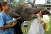 Слоны на Пхукете