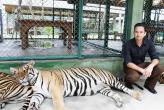 Тигр напал на туриста в Tiger Kingdom на Пхукете