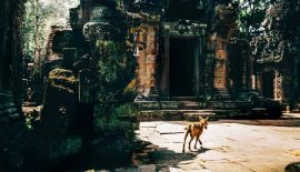 Манящая таинственность заброшенных храмов Камбоджи. Фото