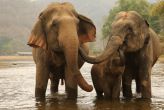 Elephant Nature Park откроется на Пхукете в августе. Центр расположится на площади в 70 рай где животные смогут свободно жить в естественных природных условиях. Посетить парк сможет любой желающий.