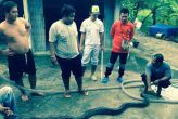 Два питона заползли в водосток жилого дома в Май-Кхао  Спасателям понадобилось два часа, чтобы извлечь змей из трубы, которую они облюбовали для спаривания