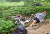 Два питона заползли в водосток жилого дома в Май-Кхао  Спасателям понадобилось два часа, чтобы извлечь змей из трубы, которую они облюбовали для спаривания