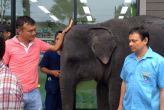 На Пхукете нашли второго нелегально ввезенного слоненка. Власти Пхукета изъяли у владельца 4-летнего слоненка, которого тот использовал для заработка на пляжах.