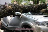 Падение дерева на автомобиль (Phuket 12.03.13)