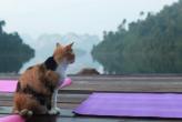 In-Depth Yoga Retreat in Koh Sok Thailand Dec 2013
