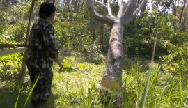 На территории национального парка Sirinart обнаружили нелегальные плантации гевеи. Общая площадь двух нелегальных плантаций составляла около 73 рай земли