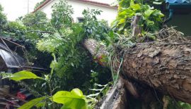 Дерево, росшее на территории гестхауса Shanti Lodge, не выдержало сильного ветра и рухнуло во второй половине дня 24 мая