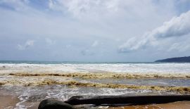 Муниципалитет Карона отверг предположения о сливе сточных вод в море. Cпециалисты университета Phuket Rajabhat University cоообщили, что вода  меняет цвет из-за обилия планктона