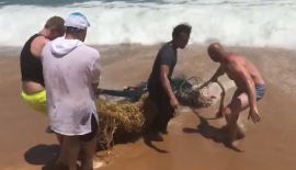 Спасенной из сетей черепахе придется ампутировать плавник.  Сотрудники Центра морской биологии на Пхукете (РМВС) пытаются помочь морской черепахе, которую нашли на пляже Най-Янг