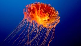 На пляжах западного побережья участились случаи столкновения купальщиков с ропилемами, также известными как «огненные медузы» (Flame Jellyfish, Rhopilema esculentum).