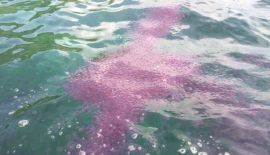 Официальные лица сообщили об обнаружении у острова Гай ропилем, также известных под именем «огненных медуз»