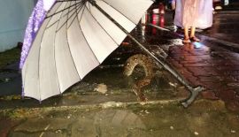 Сотрудники Kusoldharm Foundation спасли трехметрового питона, который не смог протиснуться в отверстие уличного водостока и застрял в крышке коллектора