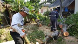 Полувековое дерево не выдержало сильного ветра и рухнуло на жилой дом в Чалонге во вторник, 19 декабря