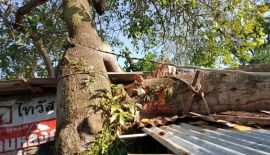 Полувековое дерево не выдержало сильного ветра и рухнуло на жилой дом в Чалонге во вторник, 19 декабря