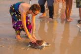 Phuket - 20th Sea Turtle Release